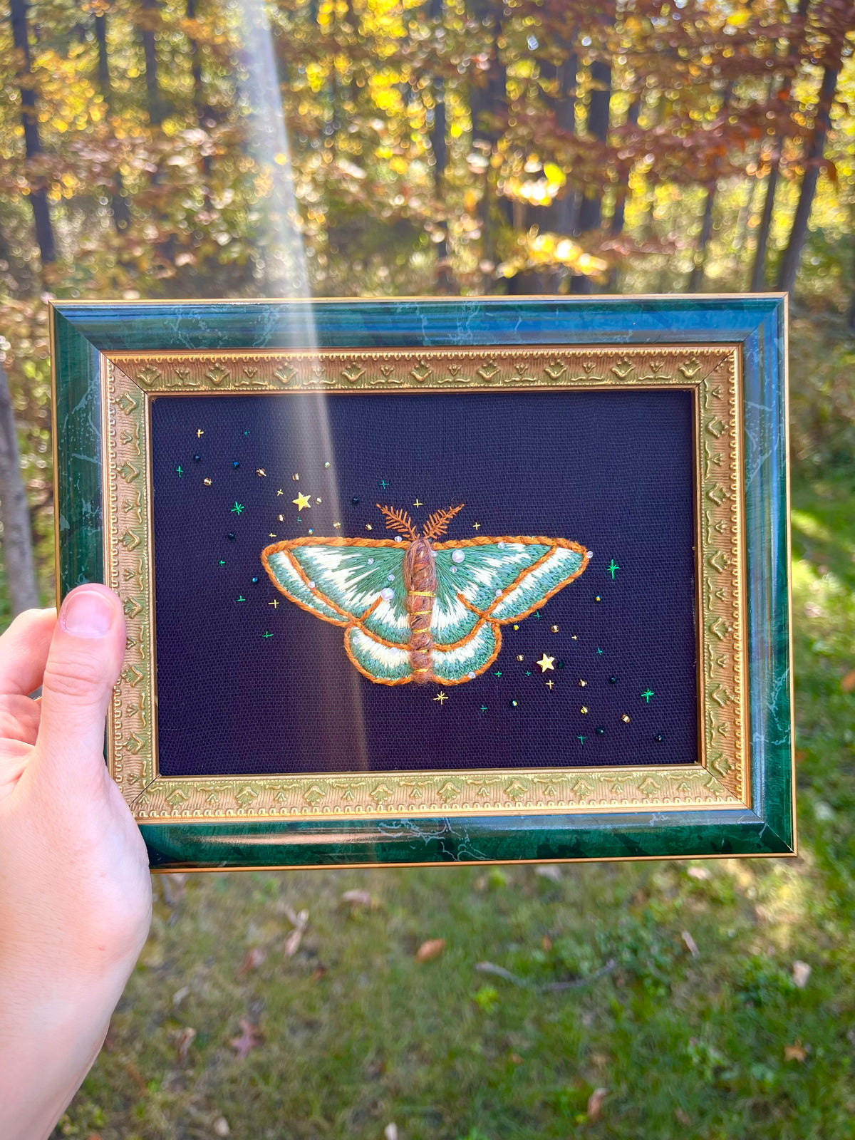 Mignonette Moth